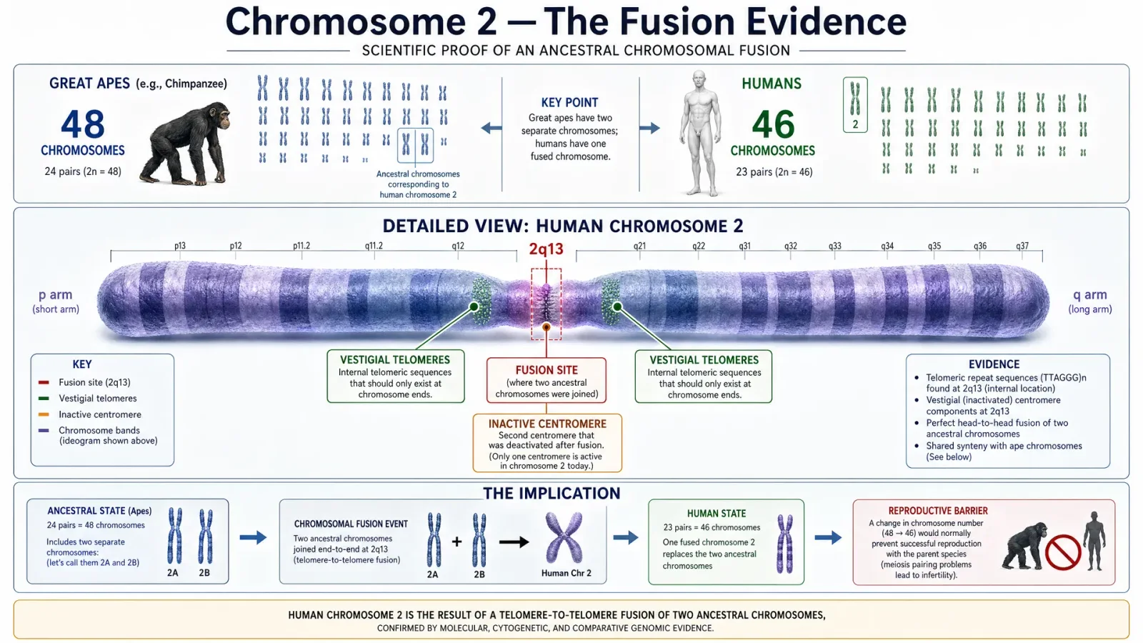 Chromosome 2 Fusion Evidence