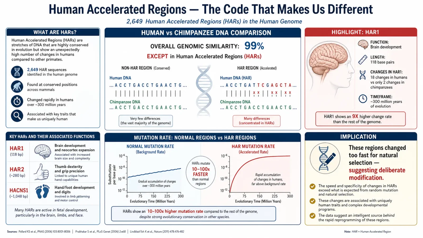 Human Accelerated Regions (HARs)