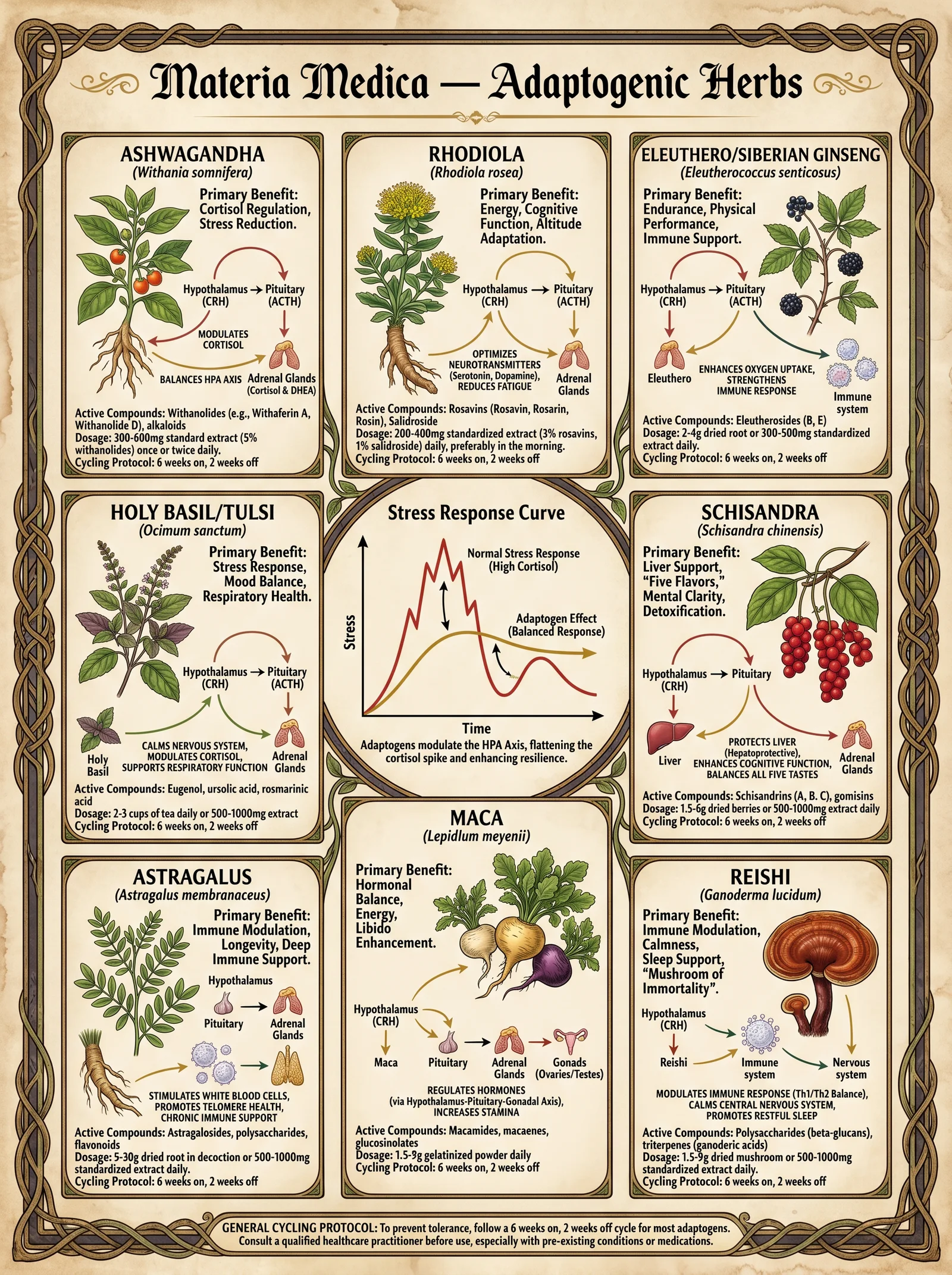 Adaptogenic Herbs