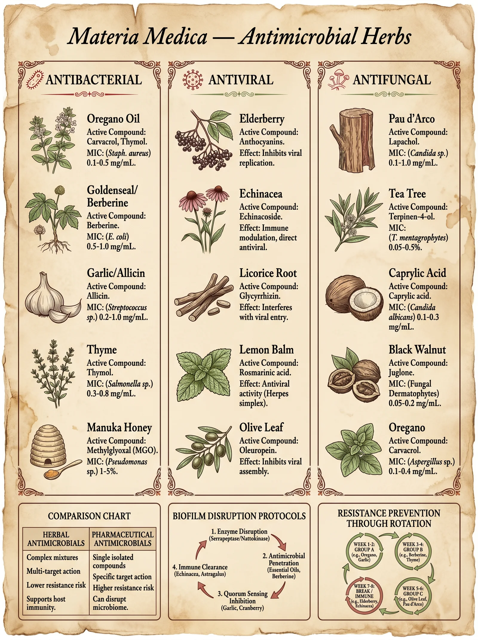 Antimicrobial Herbs