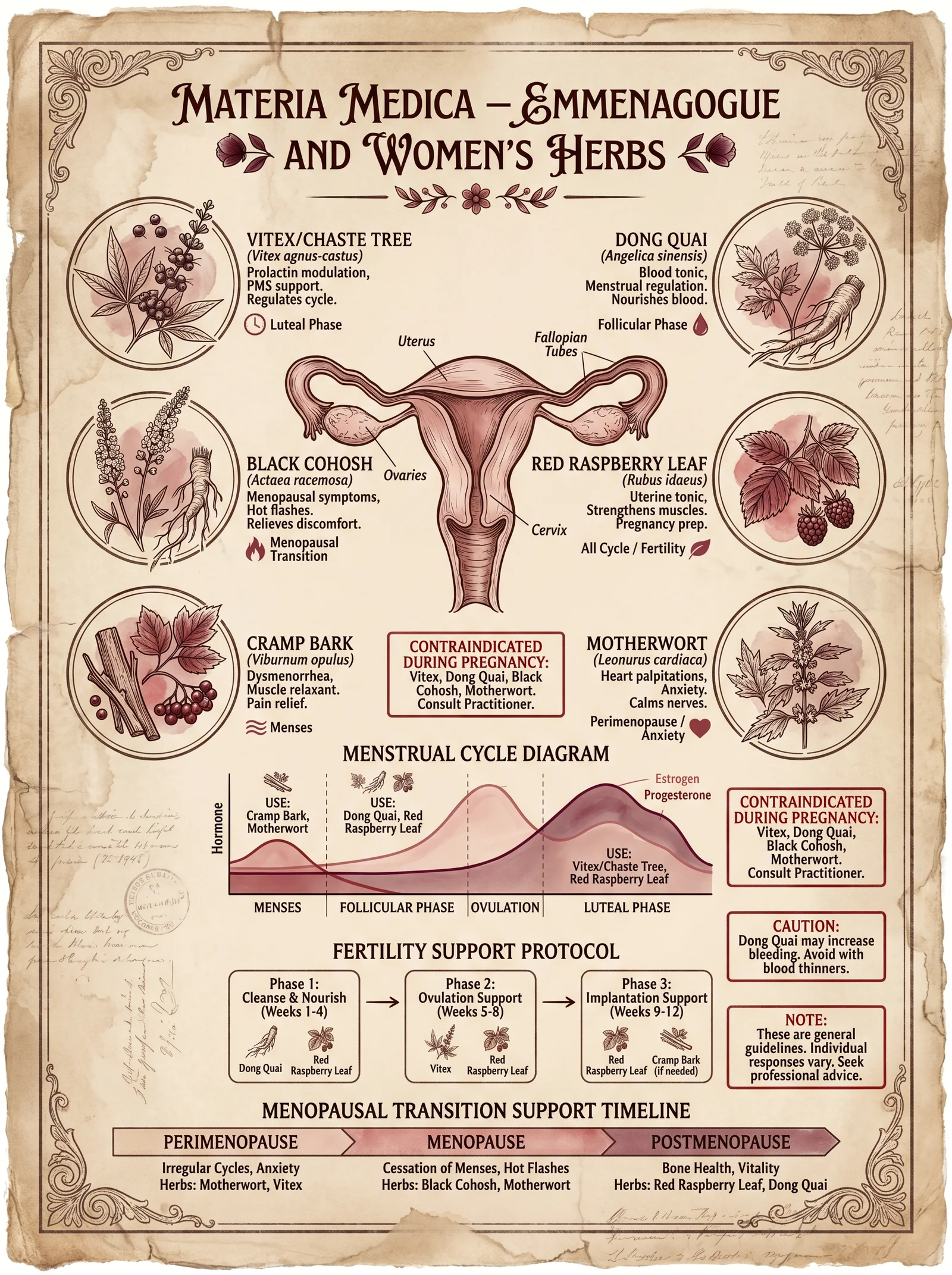 Emmenagogue and Women's Herbs