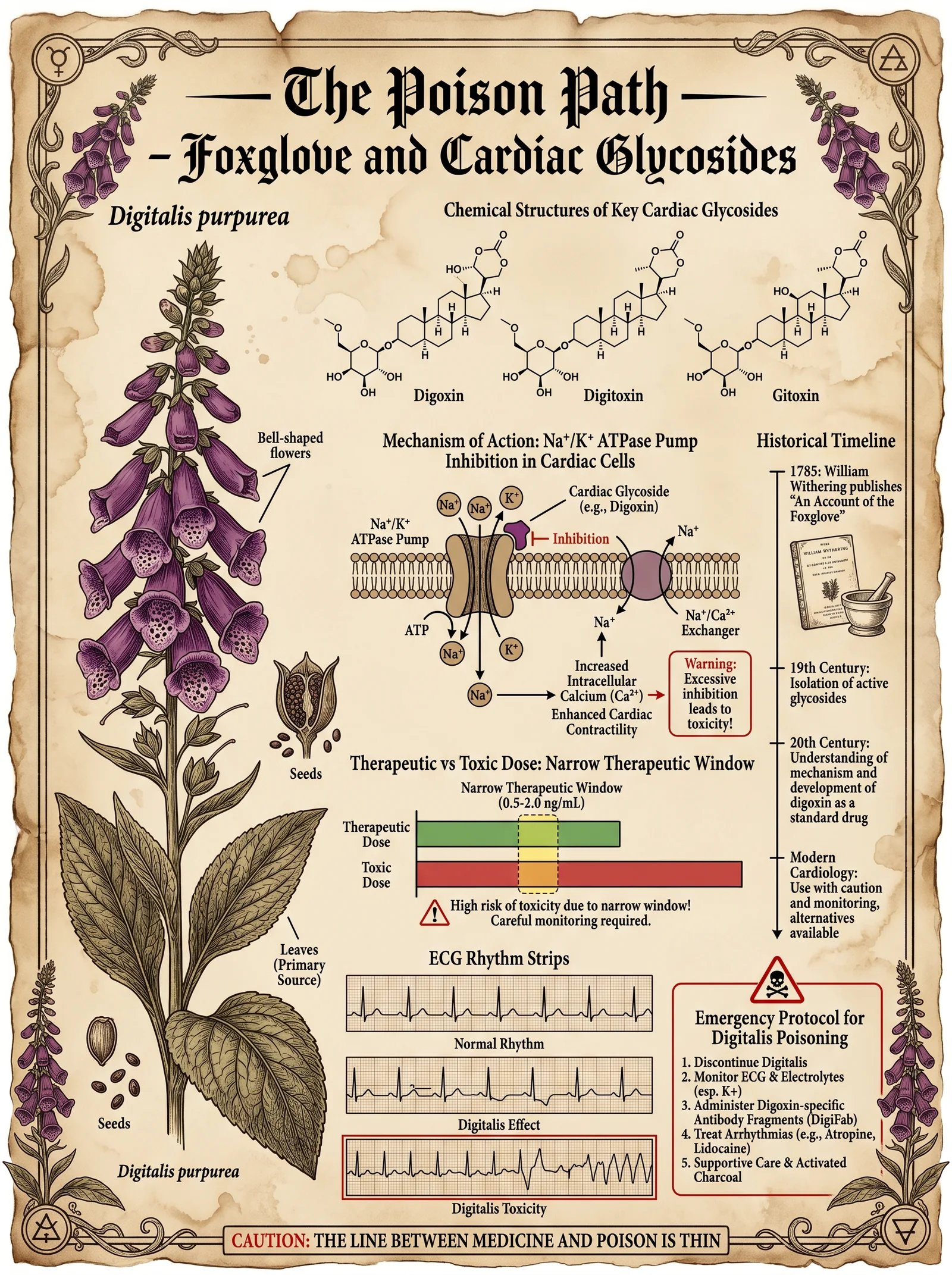 The Poison Path — Foxglove and Cardiac Glycosides